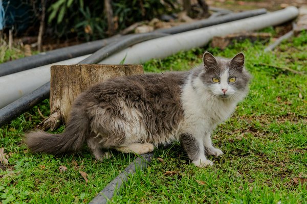 Les Aliments Qui Fondent les Graisses : Vérité Scientifique ou Illusion ?
